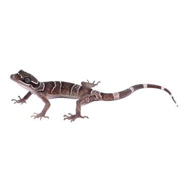 Malayan Banded Forest Gecko, Female